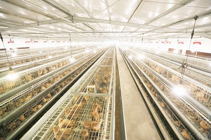 如何選擇一家優(yōu)質(zhì)的港式燒臘批發(fā)廠家？