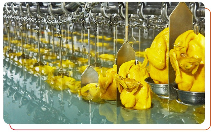 唐順興白切雞食材供應(yīng)商用的什么雞