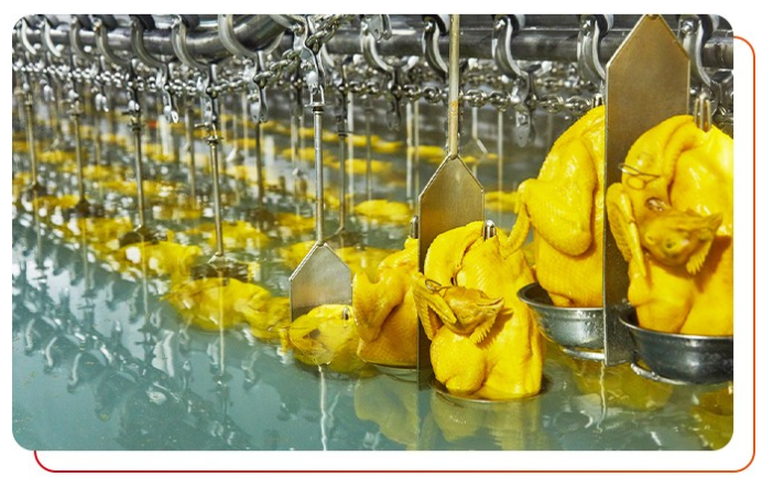 作為白切雞食材供應(yīng)商需要注意什么？